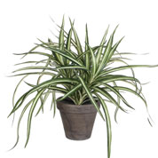 Artificial Plant - Dracaena - MICA